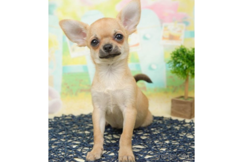 成約済の千葉県のチワワ(スムースコート)-219703